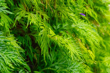 Colourful flower blossoms in a garden.
