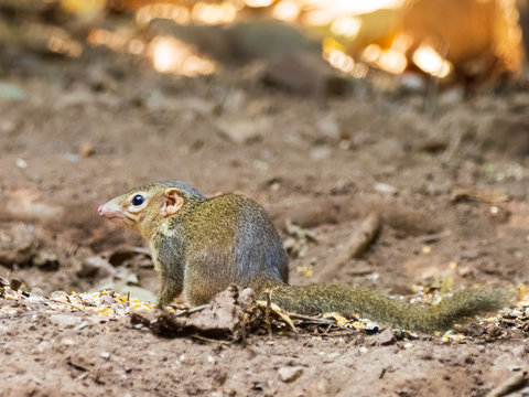 The Northern Treeshrew are most often found on or near the ground level in rainforests of Southeast Asia. Scientific name is Tupaia belangeri. 