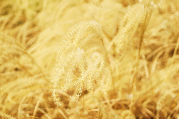 Withered ears of grass