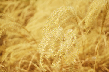 Withered ears of grass