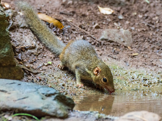 The Northern Treeshrew are most often found on or near the ground level in rainforests of Southeast Asia. Scientific name is Tupaia belangeri. 