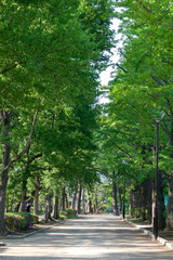 Obraz premium 新緑の羽根木公園（東京都世田谷区）