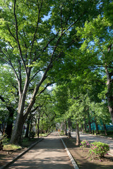 新緑の羽根木公園（東京都世田谷区）