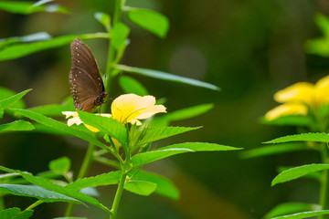 Colourful flower blossoms in a garden.