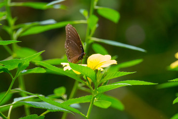 Colourful flower blossoms in a garden.