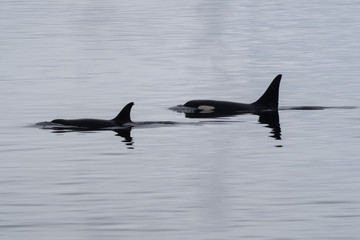 Fototapeta premium Killer Whales in Antarctica