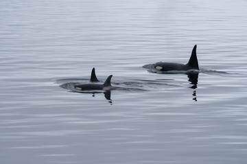 Fototapeta premium Killer Whales in Antarctica
