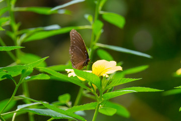 Colourful flower blossoms in a garden.