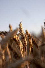 Fototapeta premium trigo