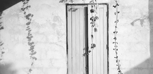 Ivy, Vine or creeping plant with sunlight and shadow on wooden door or window background with copy space in black and white tone. Exterior design wallpaper, Growth, Beauty of Nature and Pattern 