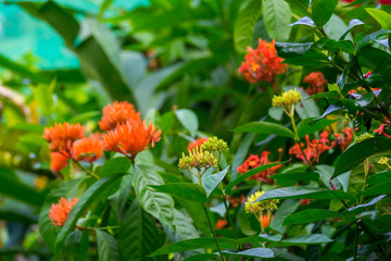 Colourful flower blossoms in a garden.