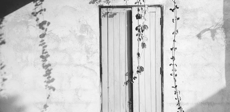 Ivy, Vine Or Creeping Plant With Sunlight And Shadow On Wooden Door Or Window Background With Copy Space In Black And White Tone. Exterior Design Wallpaper, Growth, Beauty Of Nature And Pattern 