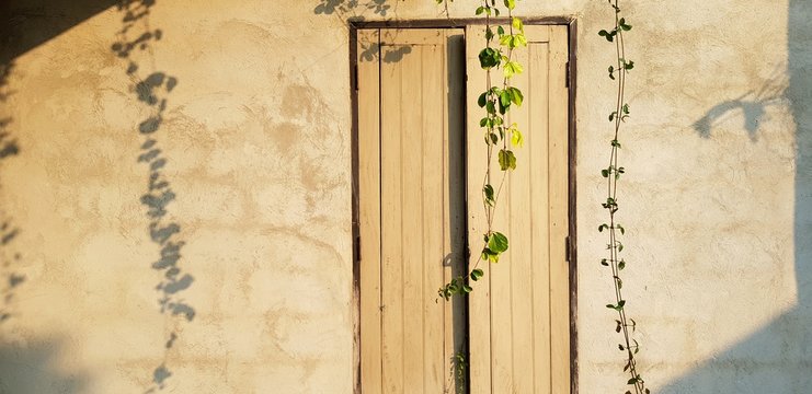 Ivy, Vine Or Creeping Plant With Sunlight And Shadow On Wooden Door Or Window Background With Copy Space. Exterior Design Wallpaper, Growth, Beauty Of Nature And Pattern Concept 