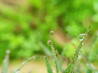 dew on grass