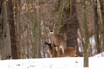 Deer. The white-tailed deer  also known as the whitetail or Virginia deer in winter on snow. White...