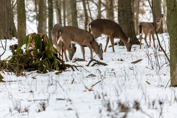Naklejka premium Deer. The white-tailed deer also known as the whitetail or Virginia deer in winter on snow. White taild deer is the wildlife symbol of Wisconsin and game animal of Oklahoma.