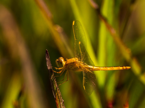 The Wandering Glider Dragonfly Has A Yellow Abdomen And Clear Wings. They Use Wind Current To Stay Aloft For Extented Periods, Hence Its Name. Scientific Name Is Pantala Flavescens.