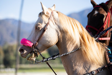 Obraz premium Pony Horse