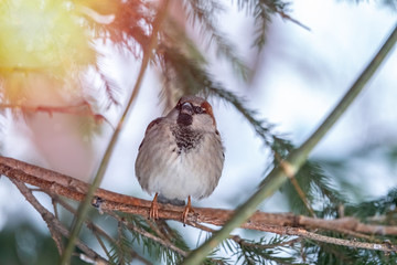 Sparrow sits on a fir branch in the sunset light.