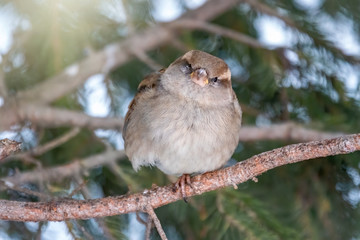 Funny sparrow with a serious look. Sparrow sits on a branch without leaves in the sunset light.