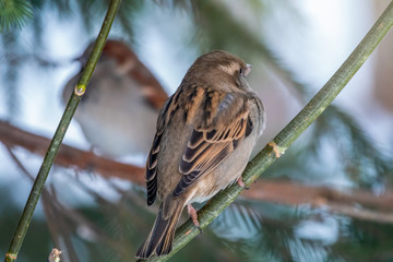 Two sparrows specularly sit opposite each other on branches