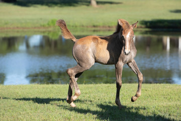 foal playing