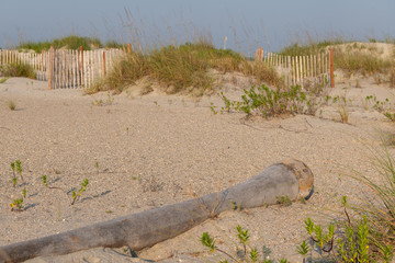 A typical wooden fence along the barrier sand dunes designed to keep tourists and children away...