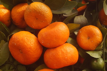 Oranges hang on the orange tree