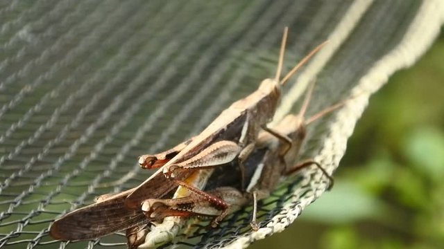 a pair of crickets perched on the net