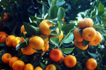 Oranges hang on the orange tree