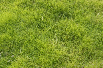 A close-up of the lawn