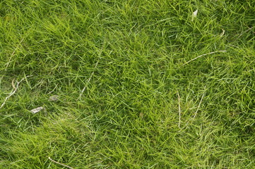 A close-up of the lawn