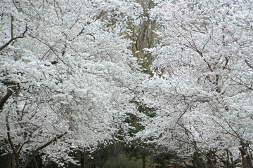 Beautiful white cherry blossom flowering tree