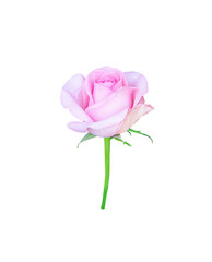 Rose flower bud begins blossom isolated on white background and clipping path
