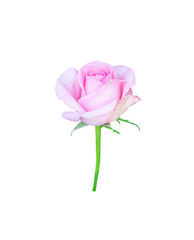 Fototapeta premium Rose flower bud begins blossom isolated on white background and clipping path