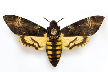 Sphingidae moth - Acherontia atropos isolated on white background. Also called Butterfly death, Death's-head Hawkmoth, Sphinx of the skull. 