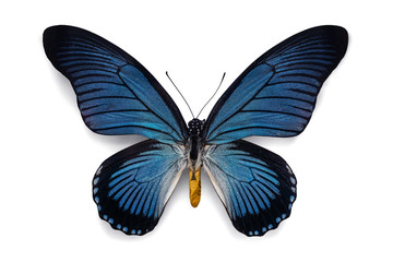 Naklejka premium Piękny motyl śmiały niebieski birdwing Papilio Zalmoxis z niebiesko czarnymi pasiastymi skrzydłami na białym tle. Tropikalny motyl element kolekcjonerski z bliska strzał.