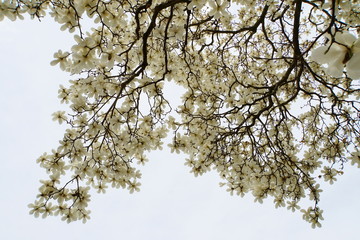 The view under the beautiful white magnolia flowering tree