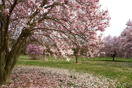 Beautiful pink magnolia flowering tree