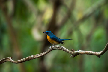 Hill Blue Flycatcher bird on tree branch.