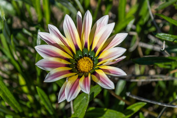 purple and yellow flower