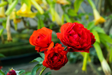red roses in garden