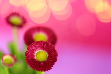 Flower card. Pink daisy close-up on a bright fuchsia violet background with golden shining...