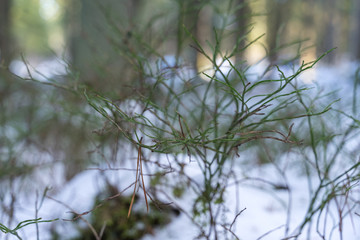 blueberry bushes without leaves in the winter forest. winter background