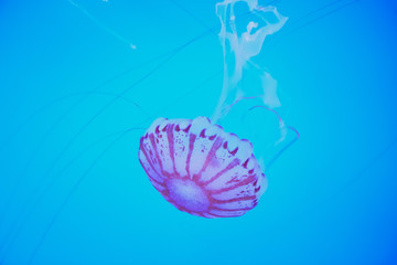 jellyfish in water