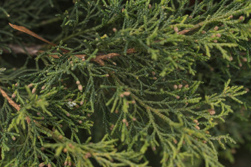 natural green background. juniper branches close up.