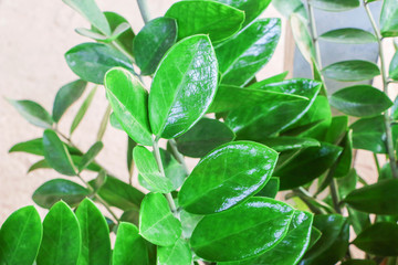 Dark green small leaf branch background