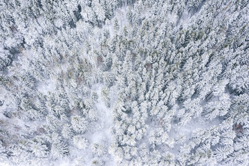 winter forest top view. fir trees under white snow. top view aerial photo