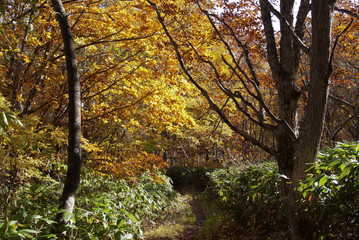 Obraz premium 秋黄葉の盛歌才ブナ林