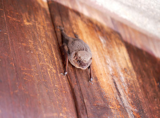 Bat hanging on old brown plank wood wall near roof house closeup background